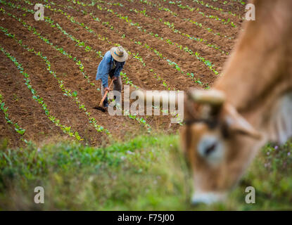 Tabak (Nicotiana), arbeitete Bauer seine Tabakfeld in Vinales Tal, Kuh in Front, Kuba, Pinar del Río, Kuba Stockfoto