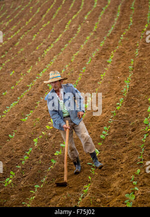 Tabak (Nicotiana), arbeitete Bauer seine Tabakfeld in Vinales Tal, Kuba, Pinar del Río, Kuba Stockfoto