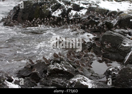 Calidris Ptilocnemis Qutra. Flug. (Kommandant Islands) Stockfoto