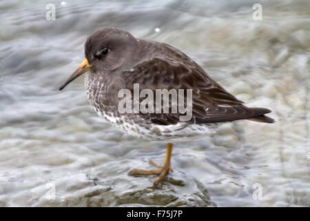 Calidris Ptilocnemis Qutra.  (Kommandant Islands) Stockfoto