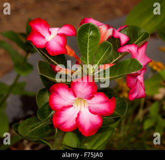 Atemberaubende rot/tief rosa Blüten mit weißen Hals, dunkelgrüne Blätter & Knospen von Adenium Obesum "Pretty Pink", stieg der afrikanischen Wüste Stockfoto