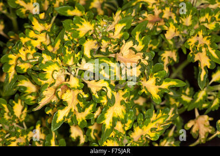 Buntnessel Solenostemon Scutellarioides "Coral mit Rüschen" Sammlung "Gold mit Rüschen", mehrjährige Pflanze mit lebhaften gelben & grünes Laub Stockfoto