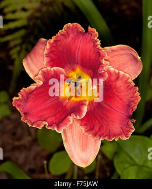 Atemberaubende Taglilie 'Awesome Bob', tief rote Blume mit Lachs rosa äußeren Blütenblätter, gelbe Kehle & gewellte Kanten, dunkelgrünen Hintergrund Stockfoto