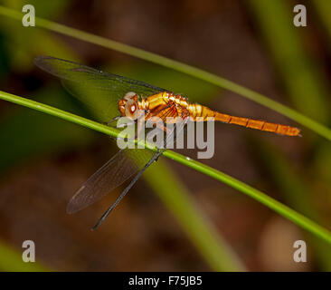 Australische feurige Abstreicheisen Libelle, Orthetrum Villosovittatum, mit leuchtend orangefarbenen Körper, große Augen & Spitzen Flügeln auf grünem Stiel der Pflanze Stockfoto