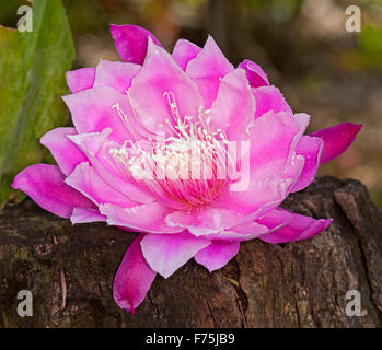 Spektakuläre große lebendige rosa Blume von Epiphyllum Kakteen, Schatten liebende epiphytisch Pflanze Stockfoto