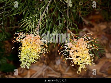 Zwei rosa & cremigen gelben Blüten, Knospen & grüne Laub der Grevillea Pfirsiche und Sahne, australische einheimische Pflanze auf dunklem Hintergrund Stockfoto