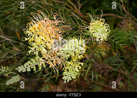 Cluster von rosa & cremigen gelben Blüten, Knospen & Laub Grevillea Pfirsiche & Creme, australische einheimische Pflanze auf dunklem Hintergrund Stockfoto