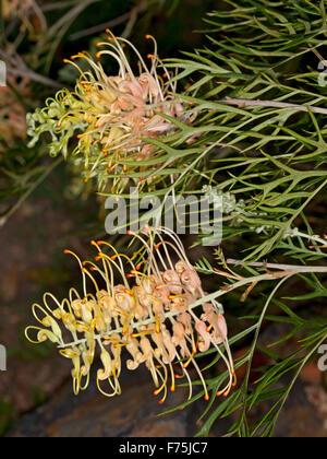 Zwei rosa & cremigen gelben Blüten, Knospen & grüne Laub der Grevillea Pfirsiche und Sahne, australische einheimische Pflanze auf dunklem Hintergrund Stockfoto