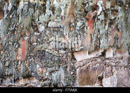 Alte schwarze Birke-Hintergrund Stockfoto