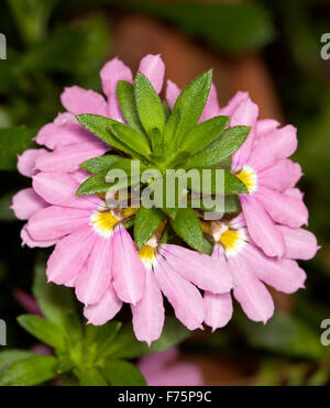 Cluster von herrlichen rosa Blüten & Smaragd Grün Blätter Scaevola Aemula 'Pink Charme', australische einheimische Pflanze auf dunklem Hintergrund Stockfoto