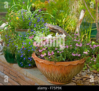 Dekorative Terracotta-Container mit Scaevola Aemula, 'Pink Charme' am Gartenmauer neben Keramiktopf mit blauen Lobelien blühend Stockfoto