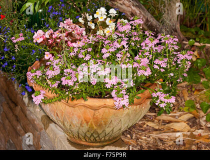 Große dekorative Terrakotta-Container mit Scaevola Aemula, 'Pink Charme', eine australische einheimische Pflanze, üppig blühend Stockfoto