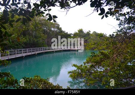 Laguna de Las Ninfas, einem Salzwasser-Lagune in der Stadt Puerto Ayora auf Santa Cruz Island auf den Galapagos Inseln. Stockfoto