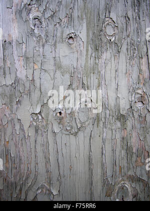Abblätternde Farbe auf einem verwitterten Holztür Stockfoto