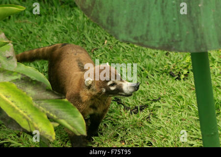 Süße Coatie (Pizote, ein Mitglied der Familie Racoon) in den Regenwald in der Arenal Observatory Lodge in Costa Rica Stockfoto