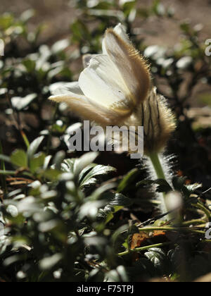 Blühende Hybrid-Kuhschelle (Pulsatilla Patens X vernalis) im Pinienwald in der Nähe von Tuulos (Finnland) Stockfoto