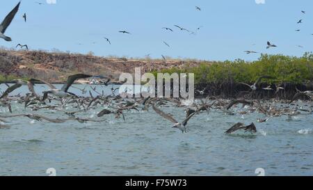 Schwärme von Blue footed Booby Tauchgang für Fische in den Ithabaca Kanal, von Isla Santa Cruz auf den Galapagos Inseln Stockfoto