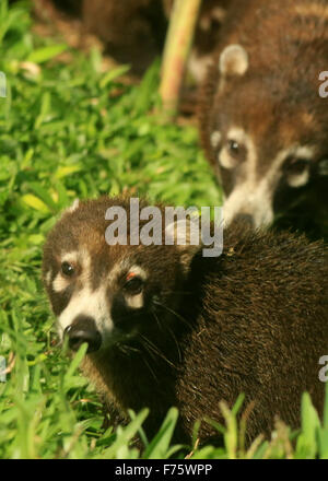 Süße Coatie (Pizote, ein Mitglied der Familie Racoon) in den Regenwald in der Arenal Observatory Lodge in Costa Rica Stockfoto