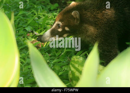 Süße Coatie (Pizote, ein Mitglied der Familie Racoon) in den Regenwald in der Arenal Observatory Lodge in Costa Rica Stockfoto