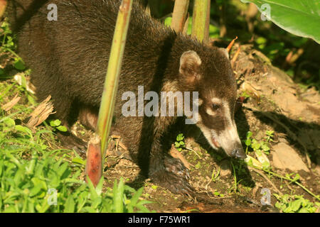 Süße Coatie (Pizote, ein Mitglied der Familie Racoon) in den Regenwald in der Arenal Observatory Lodge in Costa Rica Stockfoto