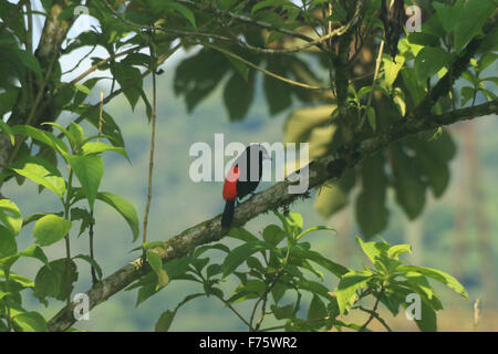 Kirschen-Voegel, auch bekannt als Ramphocelus Costaricensis, ein schwarzer Vogel mit einem leuchtend roten Rücken gesehen in Arenal, Costa Rica Stockfoto