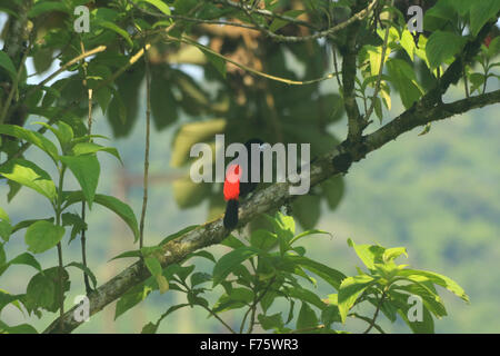 Kirschen-Voegel, auch bekannt als Ramphocelus Costaricensis, ein schwarzer Vogel mit einem leuchtend roten Rücken gesehen in Arenal, Costa Rica Stockfoto