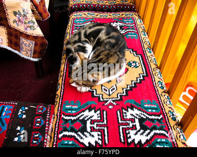 Istanbul, Türkei - Katze, liegend auf einem nationalen Teppich Stockfoto