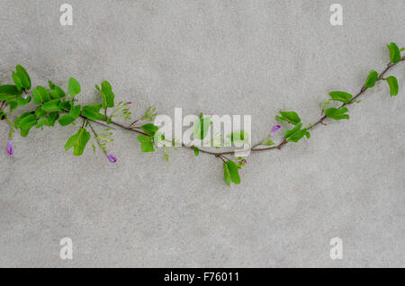 Ziegenmilch Fuß Creeper oder Strand Morning Glory auf Sand Hintergrund Stockfoto