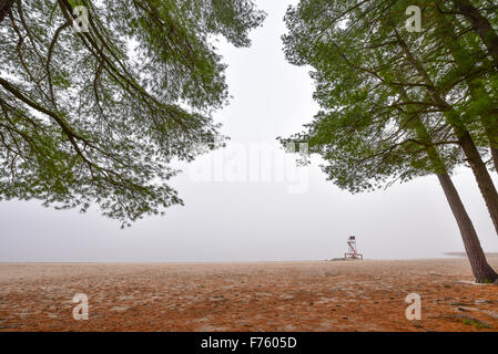 Hohen Kiefern und Fichten - November Herbstmorgen im Nebel umgeben. Stockfoto