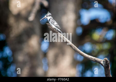 Kasane, Botsuana - Chobe Nationalpark Pied Kingfisher (Ceryle Rudis) Stockfoto