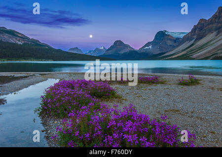 Das fast volle Mond (0ne Vortag voll) steigen am Ende des Bow Lake, mit lila Blüten (lila Steinbrech?) in der foregro Stockfoto