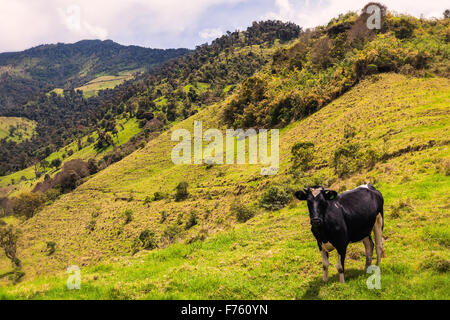 Einzelnen Kuh grasen auf der Wiese der Anden Stockfoto