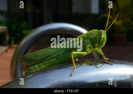 Riesige Heuschrecke aus nächster Nähe, Siem Reap, Kambodscha Stockfoto