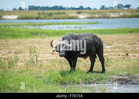 Kasane, Botsuana - Chobe Nationalpark Kaffernbüffel (Syncerus Caffer) Stockfoto