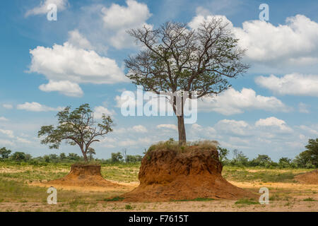 Kasane, Botsuana - Chobe Nationalpark Elefanten rieb Baum Stockfoto