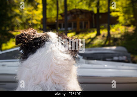 Hund schaut Hütte. sitzt auf der Anklagebank, gerade für seinen Besitzer zurückkommen, um ihn für eine Bootsfahrt zu nehmen. Fokus auf Hund von hinten Stockfoto