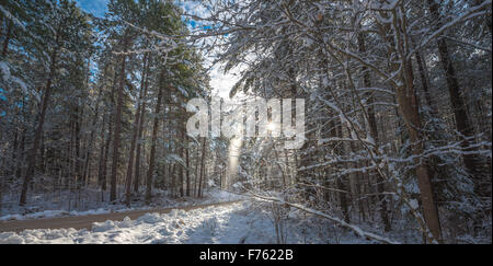 Puffs von Schnee fallen aus den Zweigen der überdachten Kiefern - schöne Wälder entlang Landstraßen. Stockfoto