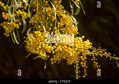 Cluster von goldenen gelben Blüten & grüne Blätter von Acacia Pycnantha, australische Flechtwerk, schöne Wildblumen auf dunklem Hintergrund Stockfoto