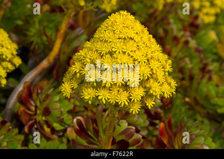 Große konische lebhaft gelbe Blume & Blättern der Sukkulente Aeonium Arboreum, Baum-Hauswurz, ein invasives Unkrautarten in Australien. Stockfoto