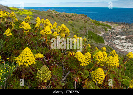 Sukkulente Aeonium Arboreum, Hauswurz mit Masse von gelben Blüten ein invasives Unkrautarten wachsen auf Küstendünen in Sth Aust Stockfoto