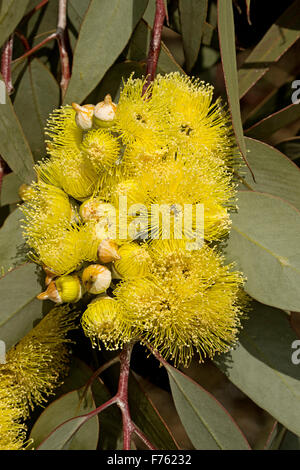 Große Ansammlung von spektakulären goldenen gelben Blüten, Knospen & grau grün Blätter von Eucalyptus Woodwardii, Zitrone-geblümten Gum Tree im Outback Australien Stockfoto