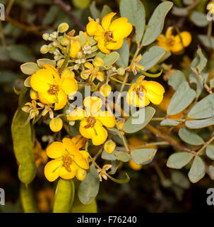 Gelbe Blüten, grau-grünen Blättern & Samenkapseln von Senna Artemisioides Subspecies Helmsii, stumpf-leaved Cassia, Sy Cassia Helmsii im Outback Australien Stockfoto