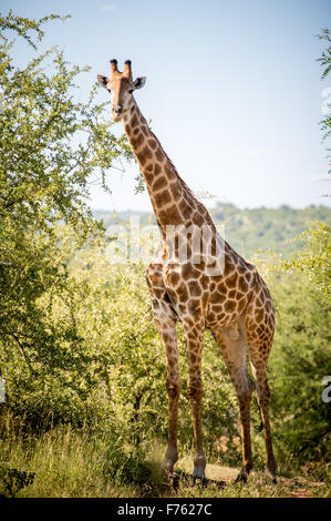 Südafrika - Krüger National Park Giraffe (Giraffa Giraffe) Stockfoto