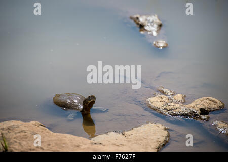 SOUTH AFRICA-Krüger Nationalpark Krokodil (Crocodylinae) Schildkröten (Testudines) Stockfoto