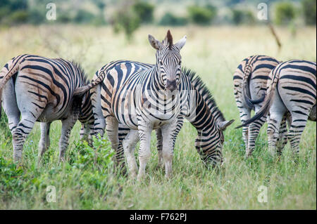 Südafrika - Krüger National Park Zebra (Equus Burchelli) Stockfoto