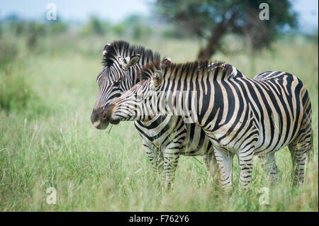 Südafrika - Krüger National Park Zebra (Equus Burchelli) Stockfoto