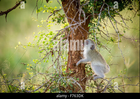 Südafrika - Krüger National Park Vervet Affe (Chlorocebus Pygerythrus) Stockfoto