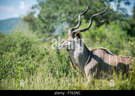 SOUTH AFRICA-Krüger Nationalpark große Kudu (Tragelaphus Strepsiceros) Stockfoto