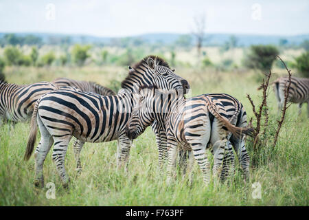 Südafrika - Krüger National Park Zebra (Equus Burchelli) Stockfoto