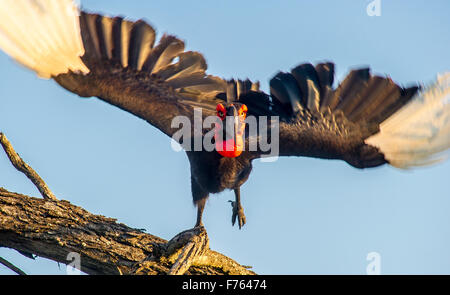 Südafrika - Krüger Nationalpark in Südafrika - Krüger National Park südliche Hornrabe (Bucorvus Cafer) Stockfoto